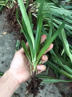 Combo 5cây bạch hạc(hài lông)