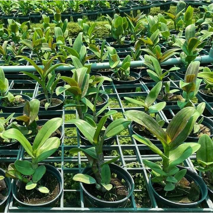 HOA LAN CHỚP VÀNG ĐỎ XỔ 5%
