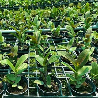HOA LAN CHỚP VÀNG ĐỎ XỔ 5%