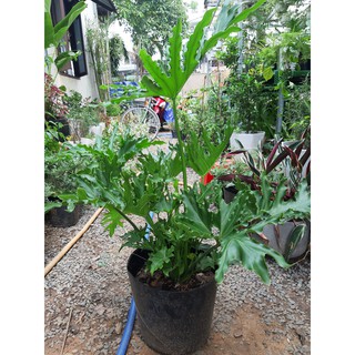 Cây trầu bà thanh xuân size 1m