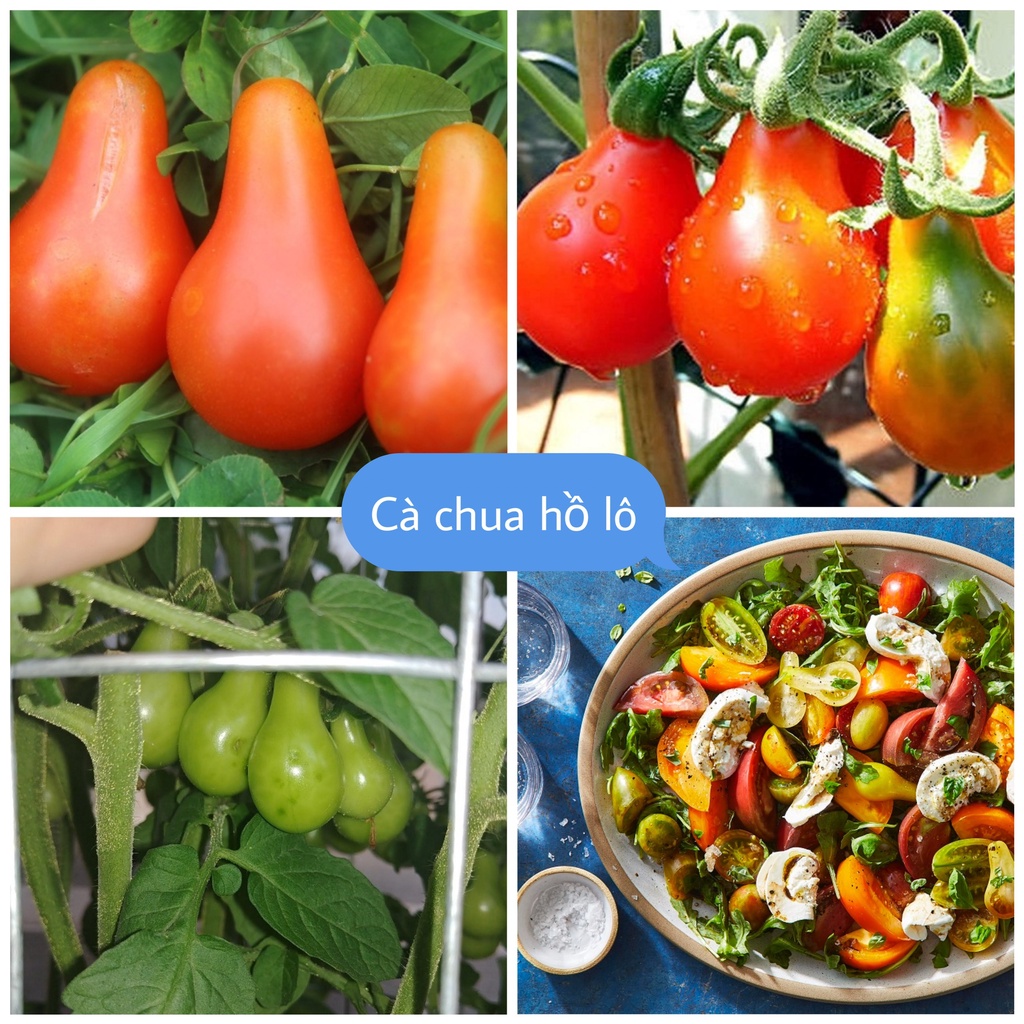 Hạt Giống Cà Chua Hồ Lô Siêu Trái F1 Loại dễ trồng năng suất cao chống sâu bệnh