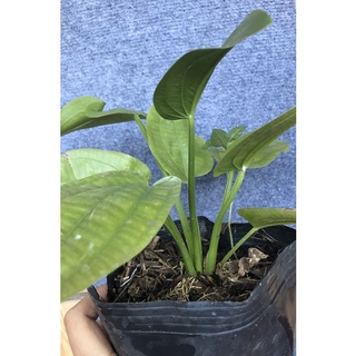 cây giống bách thủy tiên ảnh thật