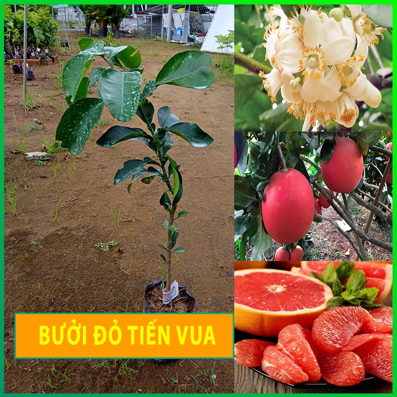 Cây giống bưởi đỏ Luận Văn bưởi đỏ tiến vua cây giống khỏe phát triển tốt cực dễ trồng & chăm sóc