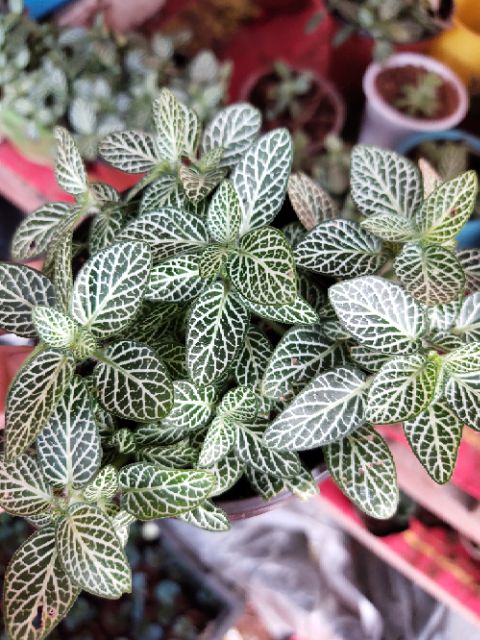 Chậu cây cẩm nhung màu trắng (lá may mắn- Fittonia)