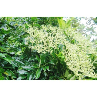 Cây muồng truỗng