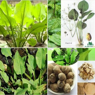 Hạt giống trạch tả - Cây dược liệu - gói 50 hạt