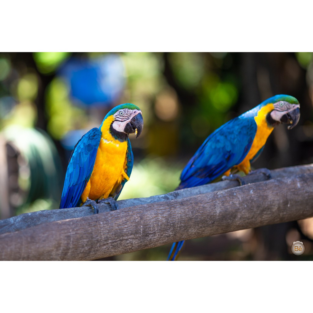 Ống kính máy ảnh Miranda 135mm f3.5 MF  - 10874