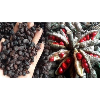 Hạt Dổi Rừng Loại 1 Siêu Thơm