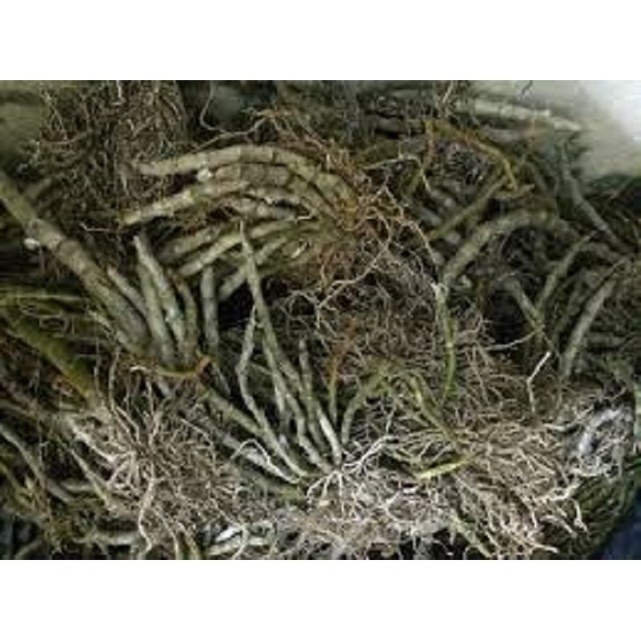 Hoa lan - trầm tím lào( cây cao 25cm,to khỏe, bộ rễ đẹp)+ 700g phân thỏ hữu cơ