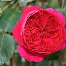 Hoa hông ngoại Red Eden
