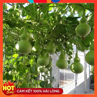 Hạt Giống Bầu Hồ Lô Cao Sản- 10 hạt