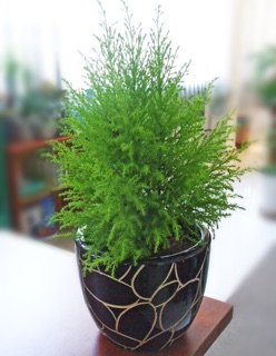 Hạt giống Cây Tùng thơm