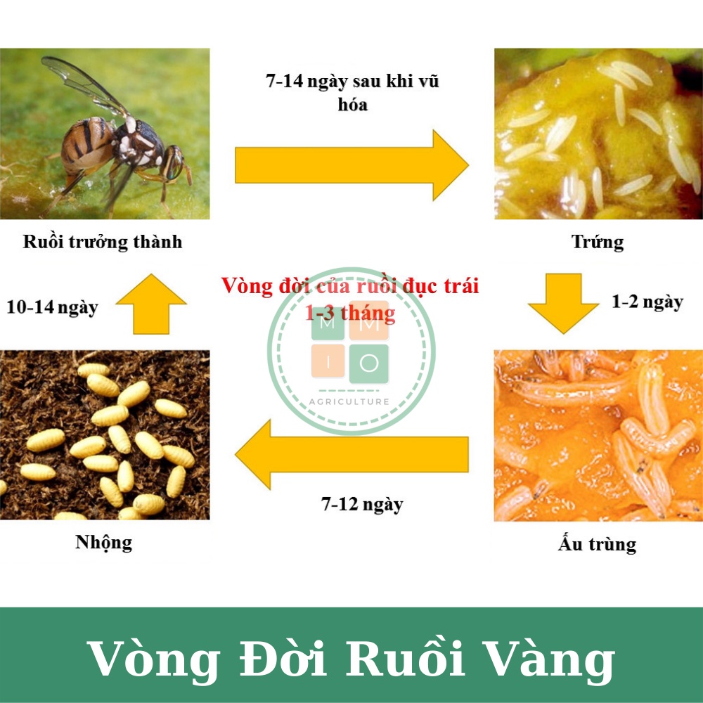 Combo bẫy ruồi vàng siêu dính - Hiệu quả với nhiều loại côn trùng gây hại cho vườn lan, rau hoa màu và cây ăn trái