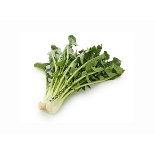 Hạt giống chicory xanh catalogna 543
