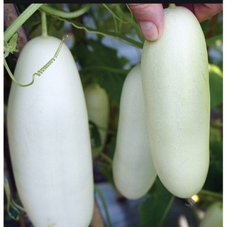Hạt giống DƯA CHUỘT TRẮNG F1