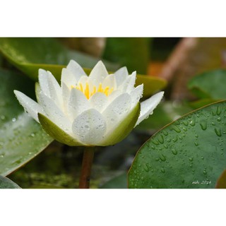 Cây hoa súng kép trắng Thái lan