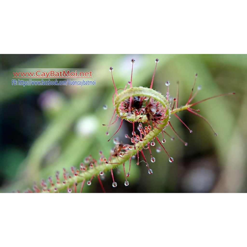 Bộ gieo hạt Giống Cây Drosera Indica Red, Cây Bẫy keo, cây ăn thịt, cây gọng vó