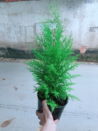 Chậu Tùng Thơm