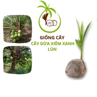 Giống CÂY DỪA XIÊM XANH LÙN - tại vườn Bến Tre | Trái Dừa đạt tiêu chuẩn Xuất Khẩu NB, EU, US