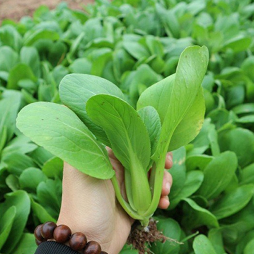 Hạt Giống Cải Thìa - Xuất xứ New Zealand