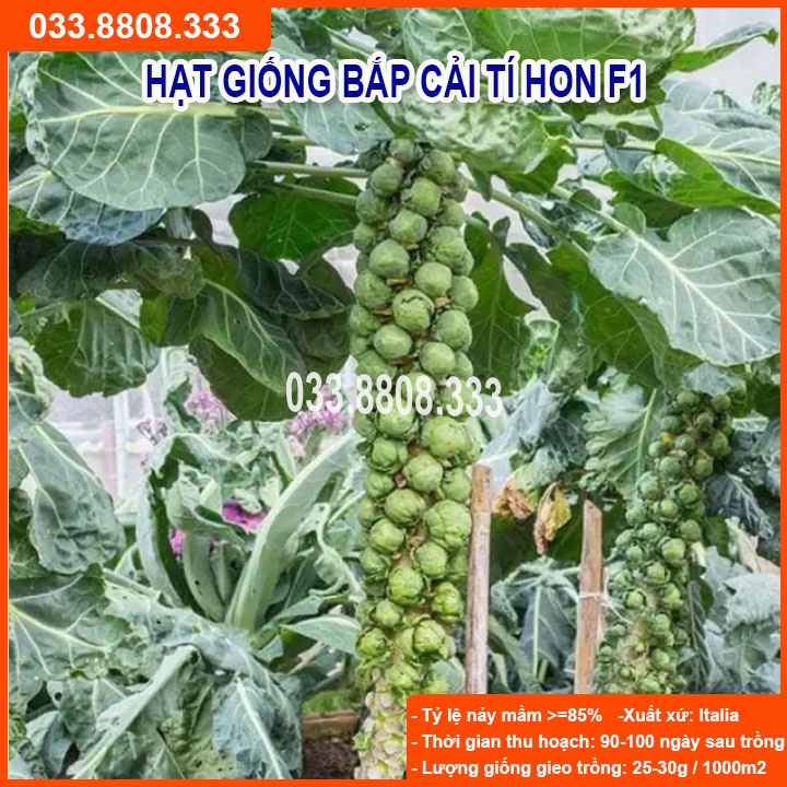 Hạt Giống Bắp Cải Tí Hon - bắp cải mini