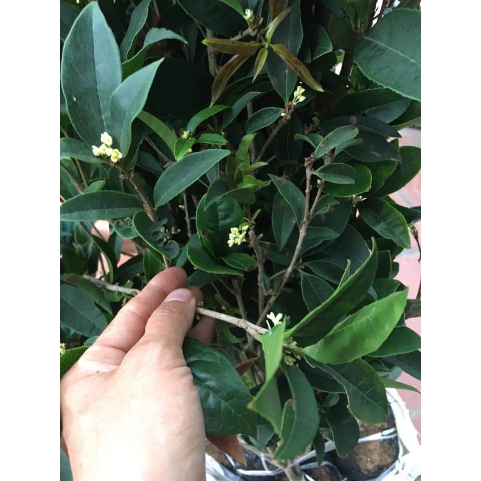 Cây hoa mộc hương hoa vàng cao đẹp 80cm