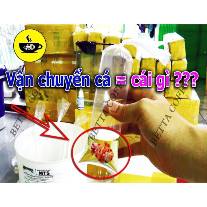 Cám Beco 1 - Thức ăn cá con 🐣 Gói nhỏ