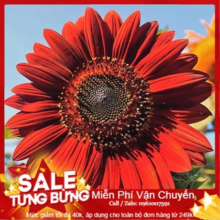 Hạt Giống Hoa Hướng Dương Đỏ - 15 Hạt