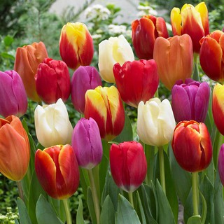 Set 10 củ hoa tulip