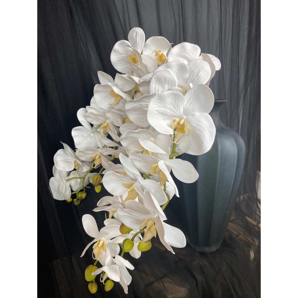 Cành lan hồ điệp trắng 1 cành dài thân xanh