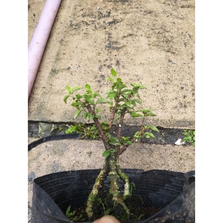 Hồng Ngọc Mai bonsai mini