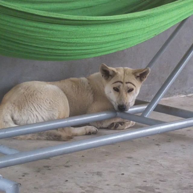 baaaadong