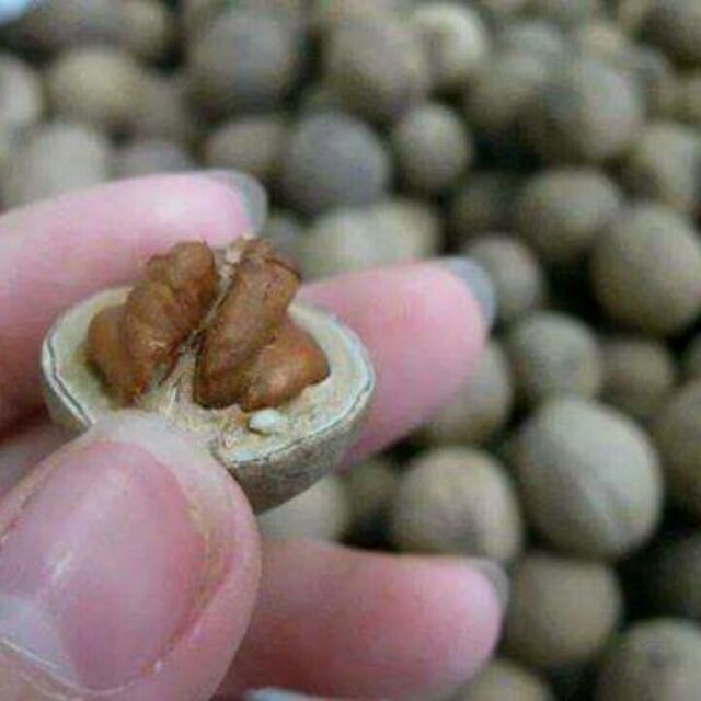 Óc chó