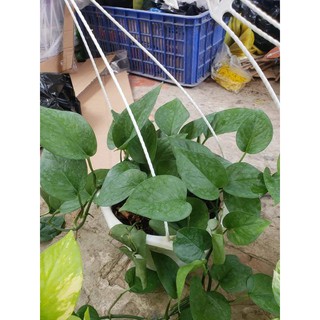 Trầu Bà Thái