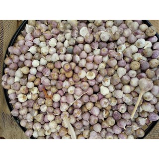 1kg tỏi cô đơn loại to
