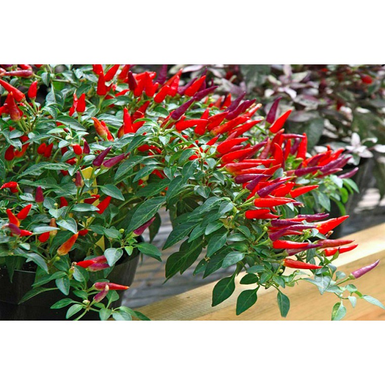 HẠT GIỐNG ỚT CHỈ THIÊN SIÊU CAY