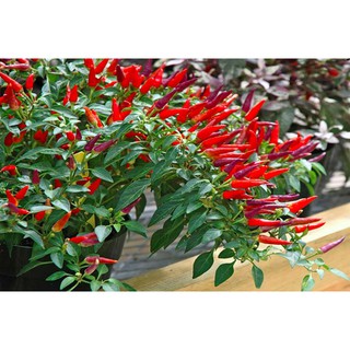 HẠT GIỐNG ỚT CHỈ THIÊN SIÊU CAY