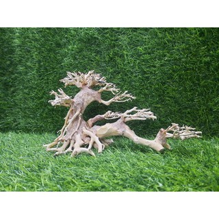 Lũa Bonsai nghiêng số 2 cấy rêu.( N25-C15)