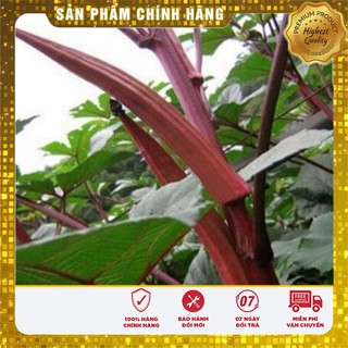 Hạt Giống Đậu Bắp Đỏ(5gr)