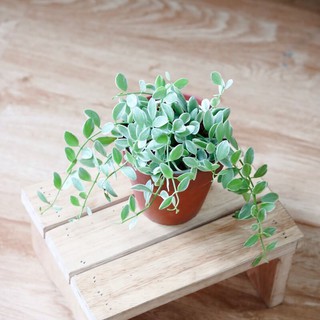 Cây Dischidia oiantha Silver Star - Cây Lan Hạt Dưa (chậu treo hoặc chậu đất nung)