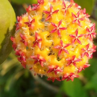 Combo 5 cây lan cẩm cù 5 loại