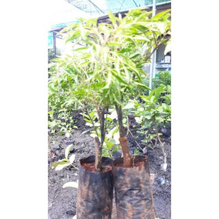 combo 2 cây Đinh lăng giống