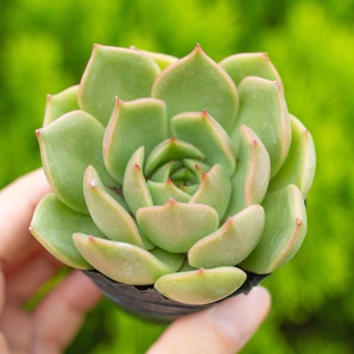 Sen đá kim lam 5-7cm - Vườn sen đá