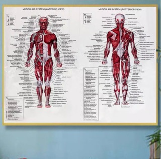 Tranh lụa giải phẫu người