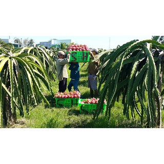 Lọ chất bám dính sinh học 120ml pha 96 lít