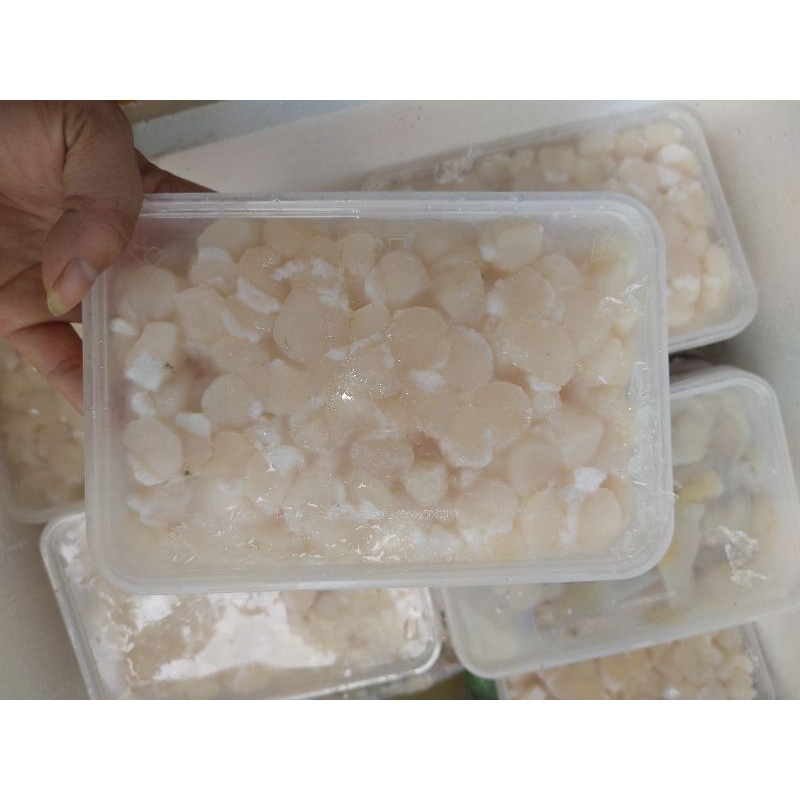 Cồi sò điệp tươi  đóng  hộp 500g