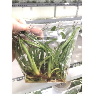 Cây giống lan kiếm Phan Trí (HPS)