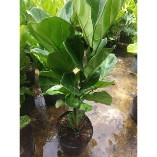 Cây bàng Singapore (loại 2 .3ngọn cao 80cm) tặng kèm phân bón