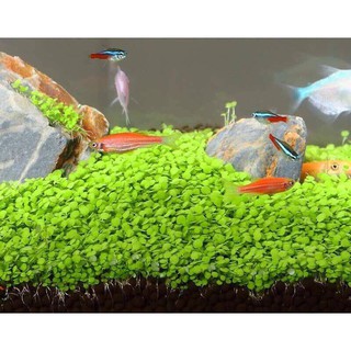 [FREESHIP 99K TOÀN QUỐC] Hạt Mầm Thủy Sinh