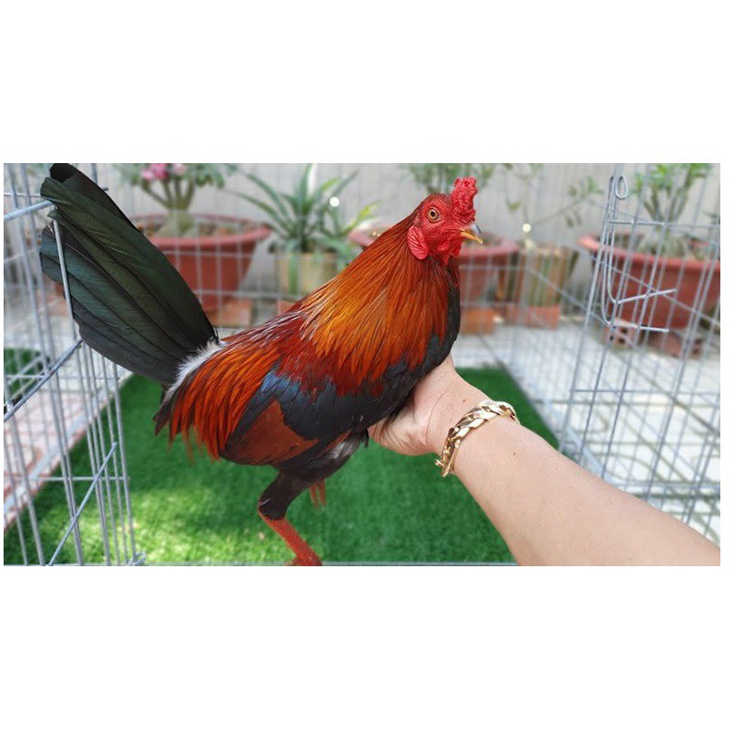 MFF Chicken Gold